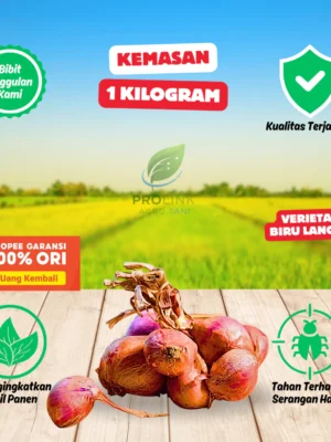 Bibit Unggul Bawang Merah Varietas Biru Lancor Asli Probolinggo
